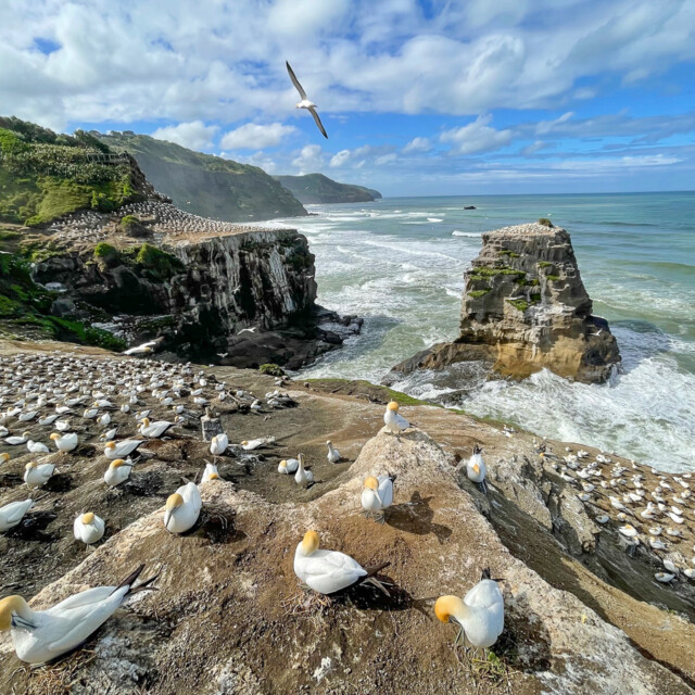 Australasian Gannet Colony