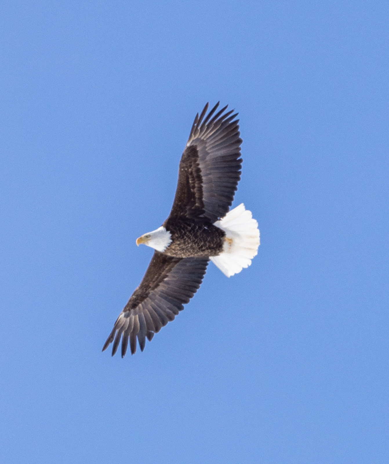 Bald Eagle in flight