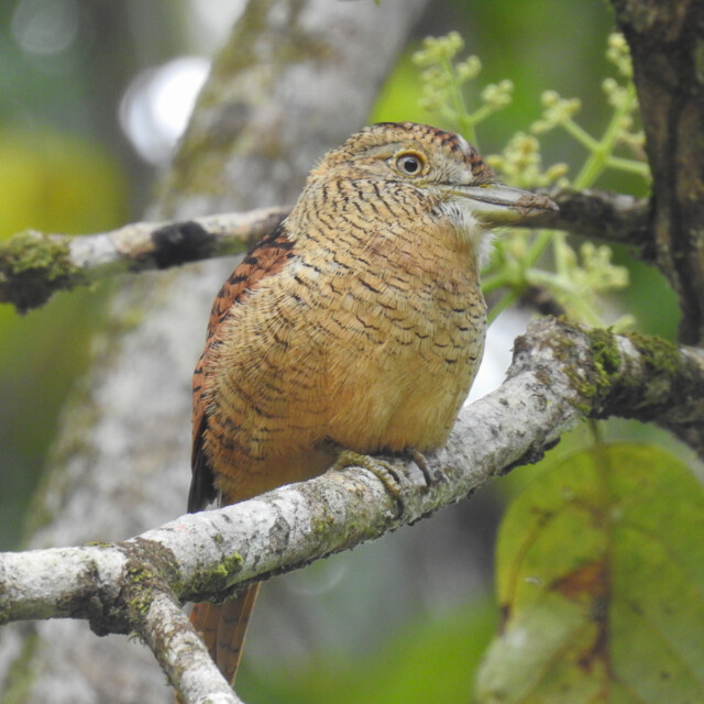 Barred Puffbird