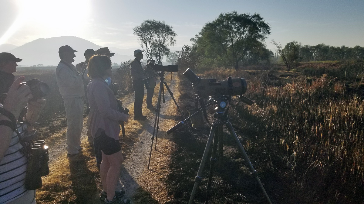 Birding at Lerma