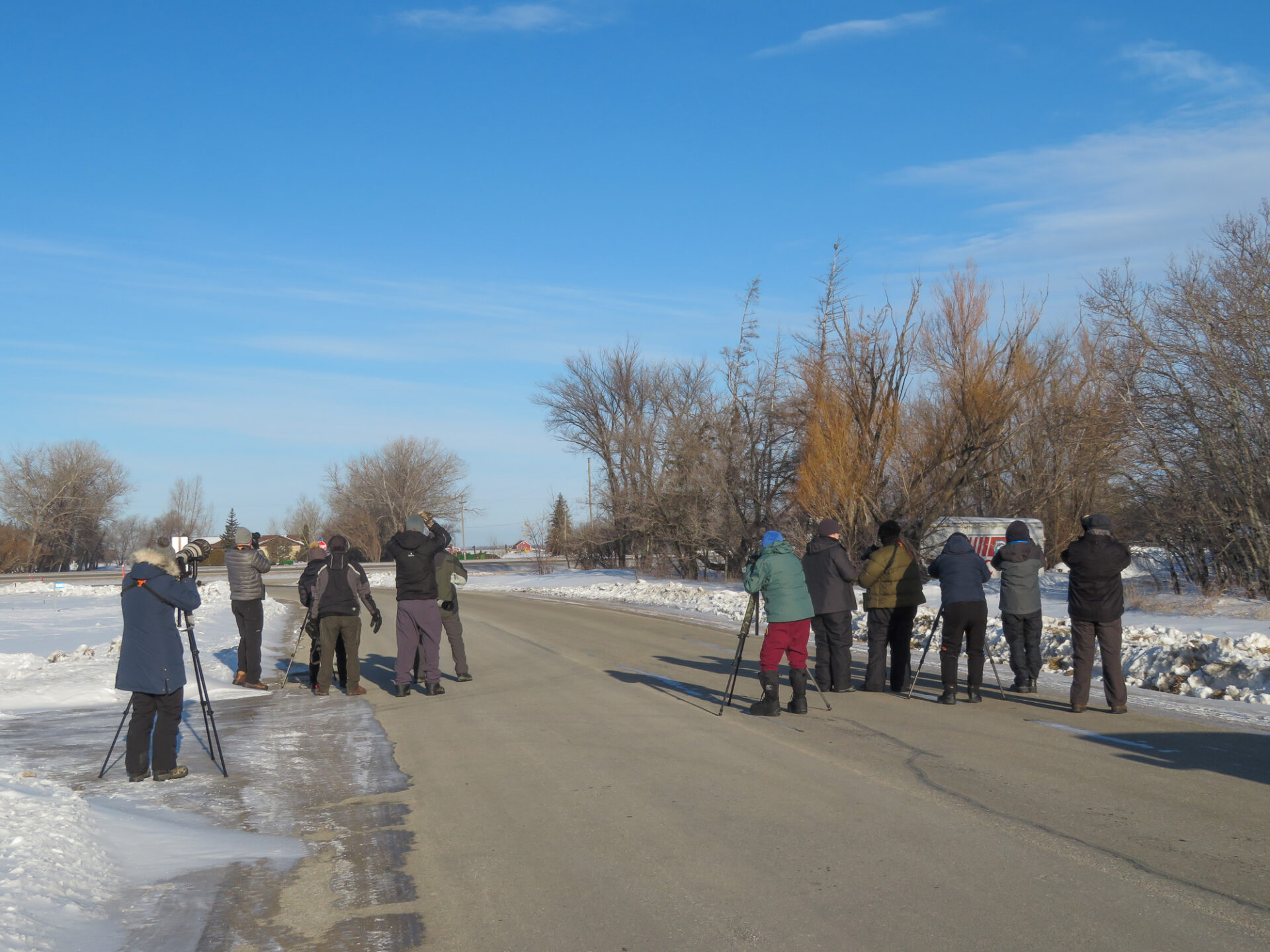 Birders looking at Northern Hawk Owl