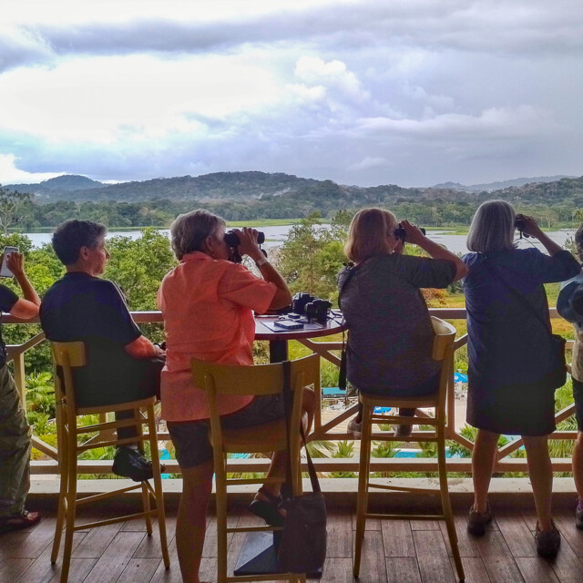 Birding at Gamboa Rainforest Resort