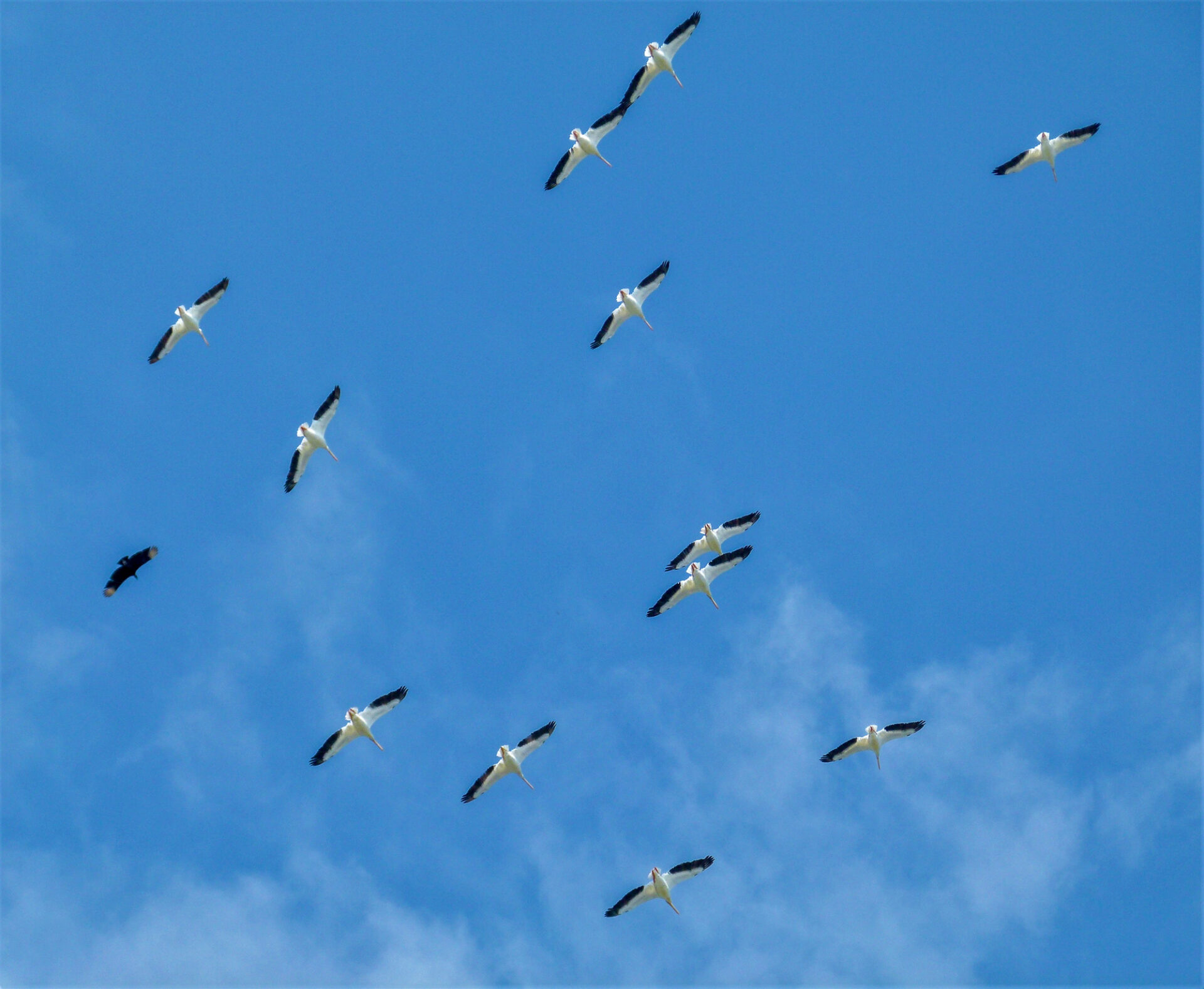 Black Vulture and America White Pelicans