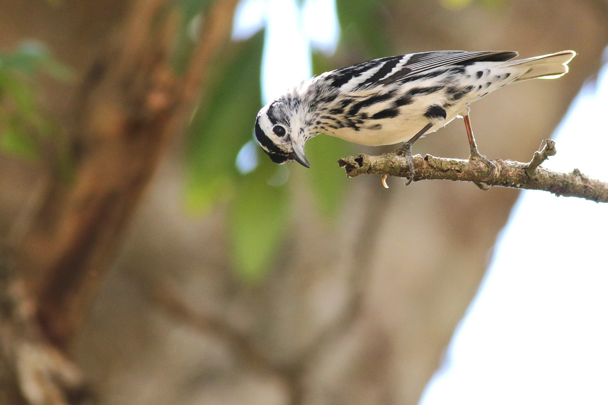 Black-and-white Warbler in Cuba