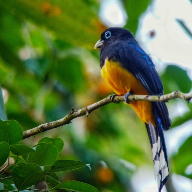 Black-headed Trogon, Costa Rica