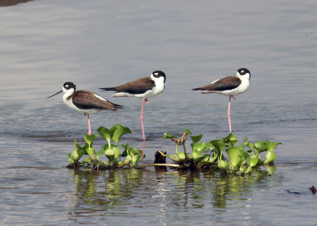 Black-necked Stilts