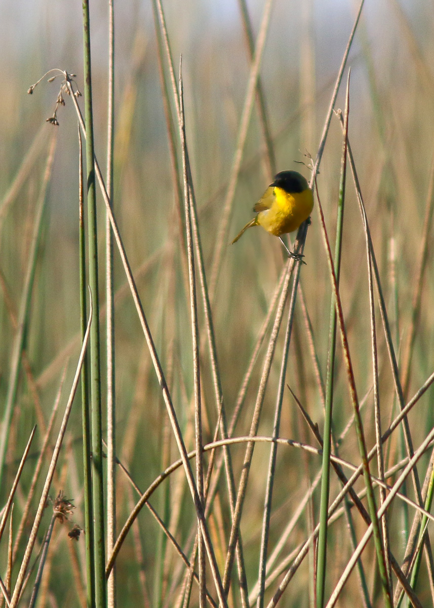 Black-polled Yellowthroat