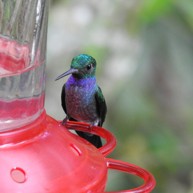 Blue-chested Hummingbird