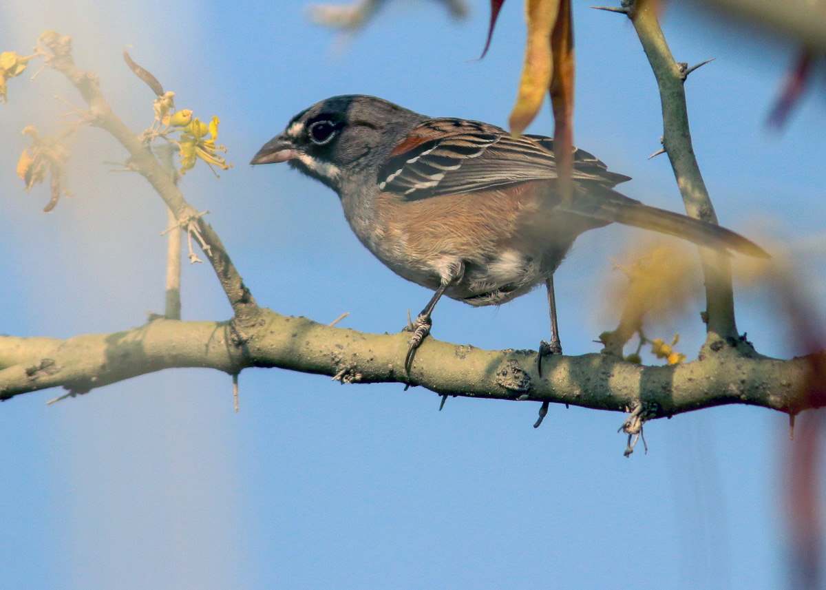 Bridled Sparrow