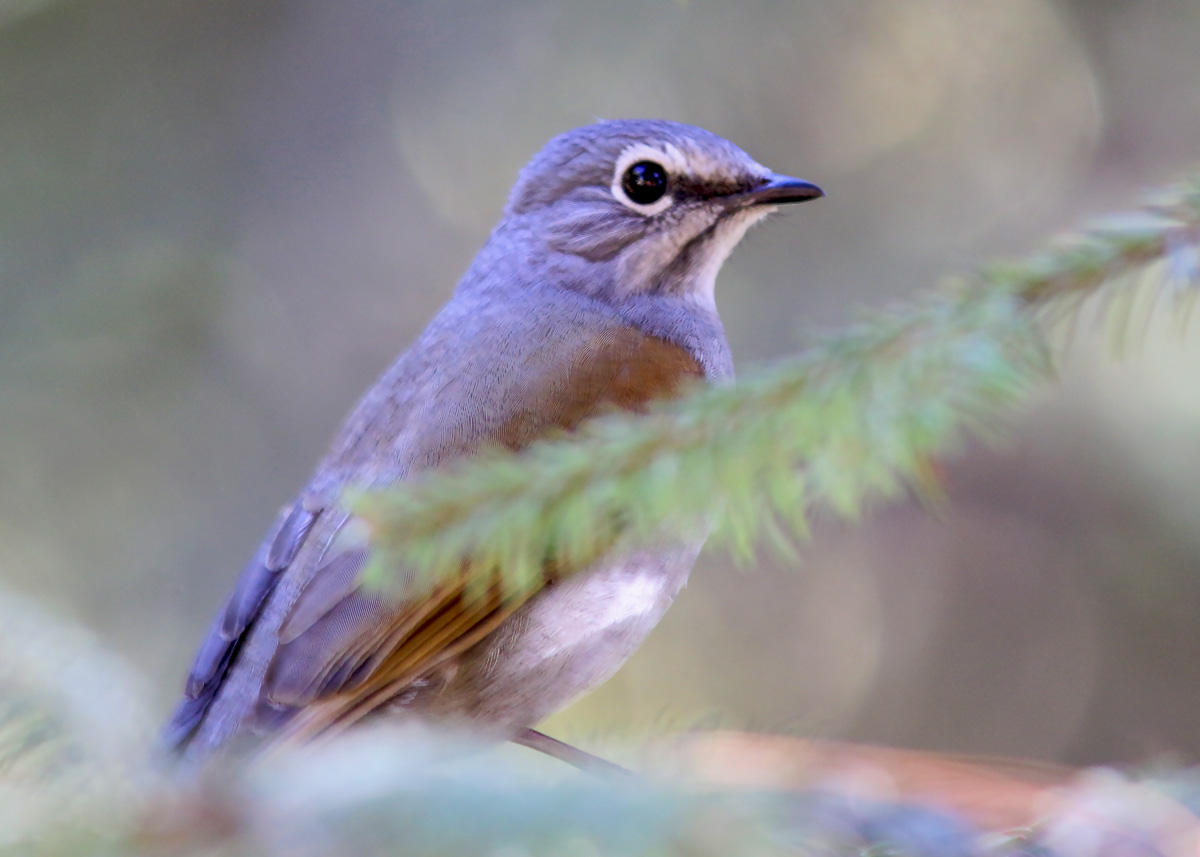 Brown-backed Solitaire
