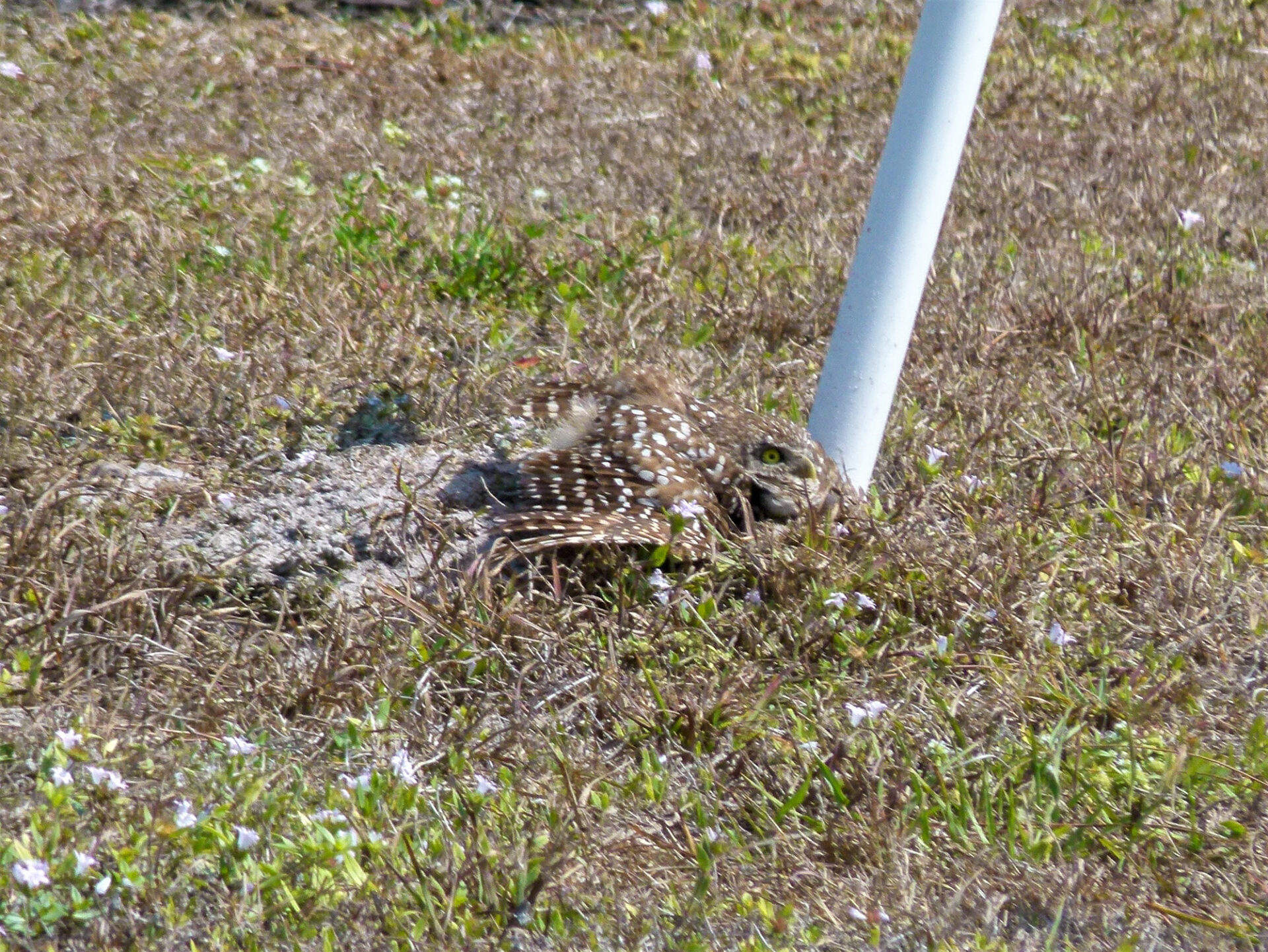 Burrowing Owl guarding its burrow