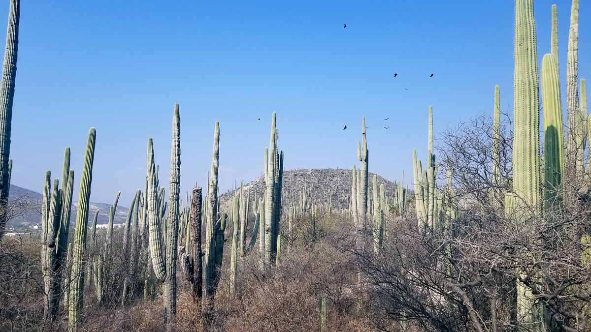 Cactus Forest