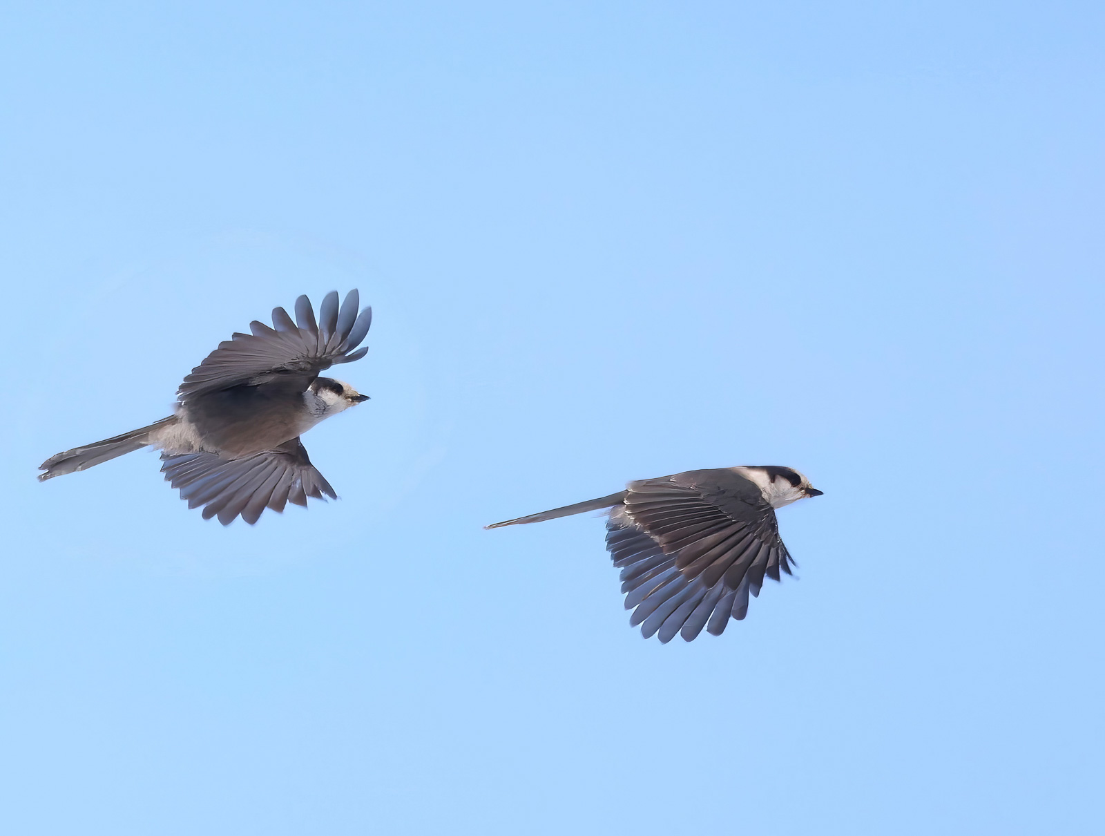 Canada Jays in flight