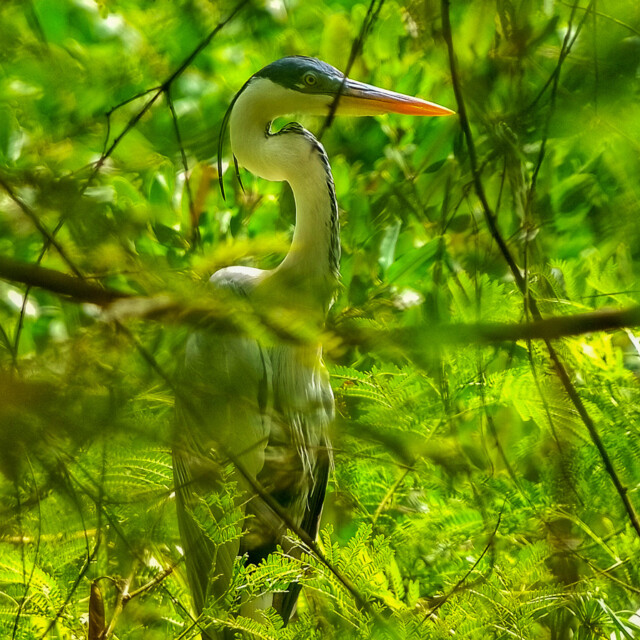 Cocoi Heron