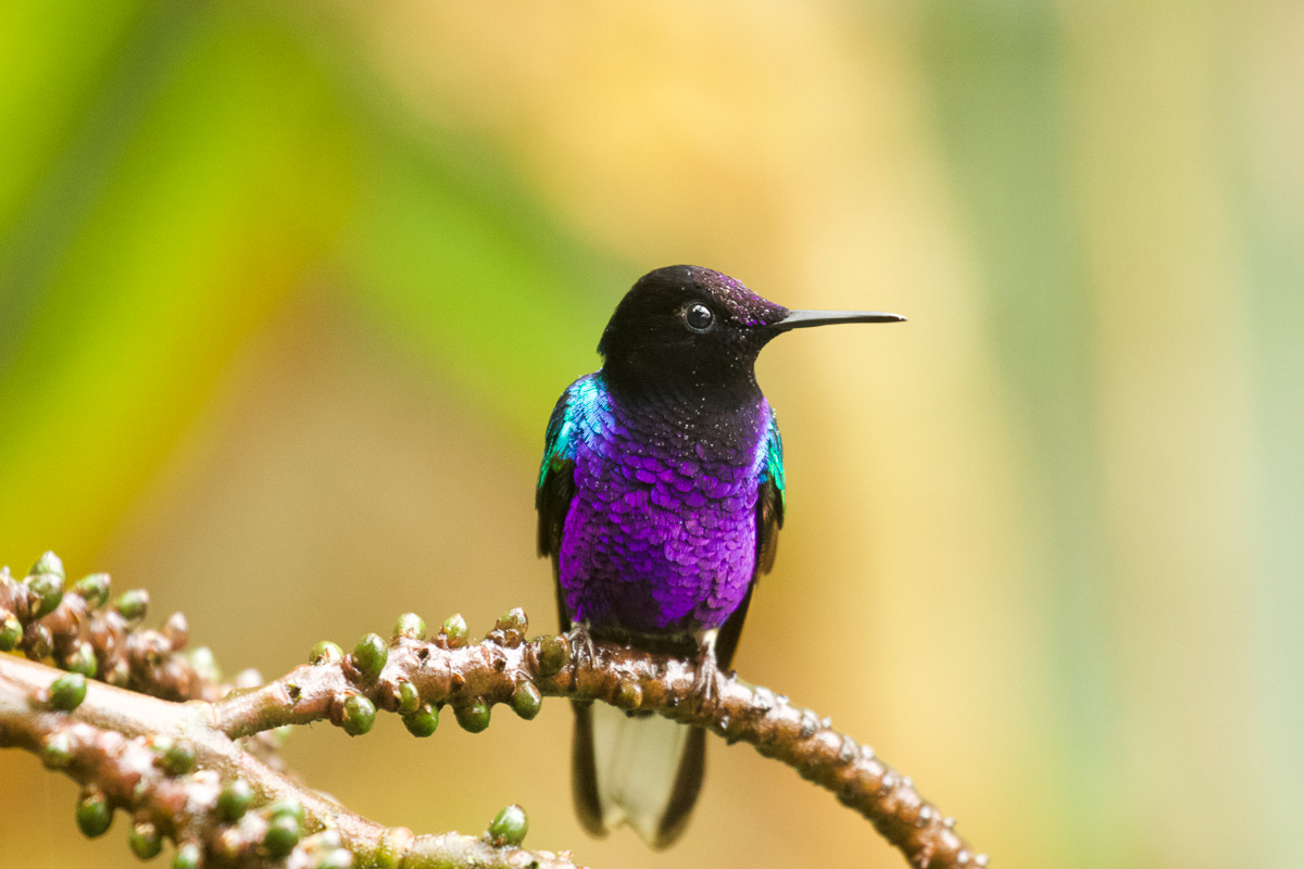 Velvet-purple Coronet
