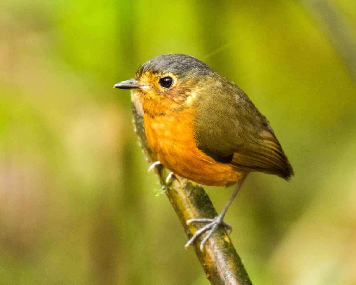 Slate-crowned Antpitta