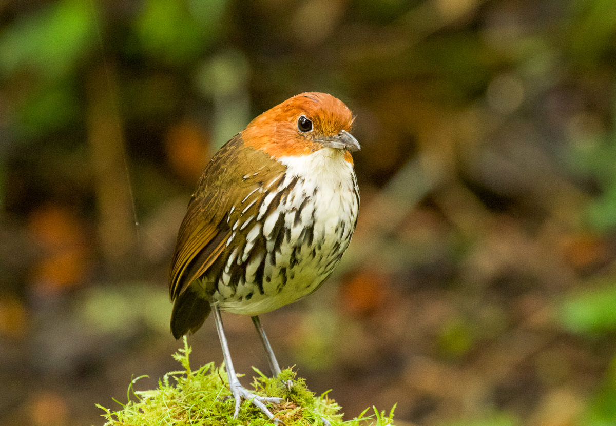 Chestnut-crowned Antpitta