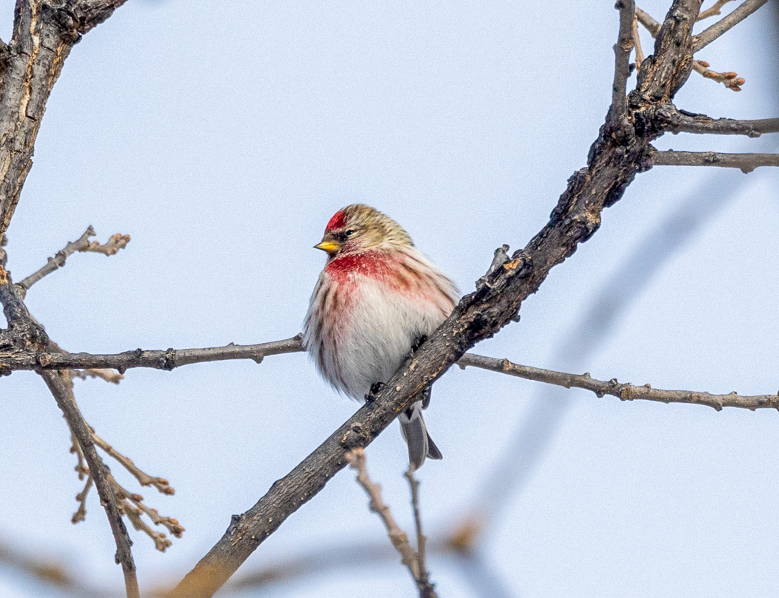 Common Redpoll