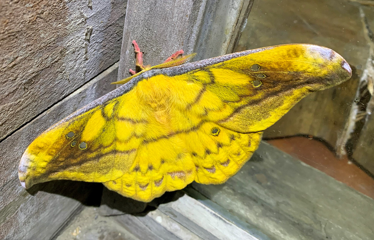 Copaxa winbrechliniani moth in Colombia