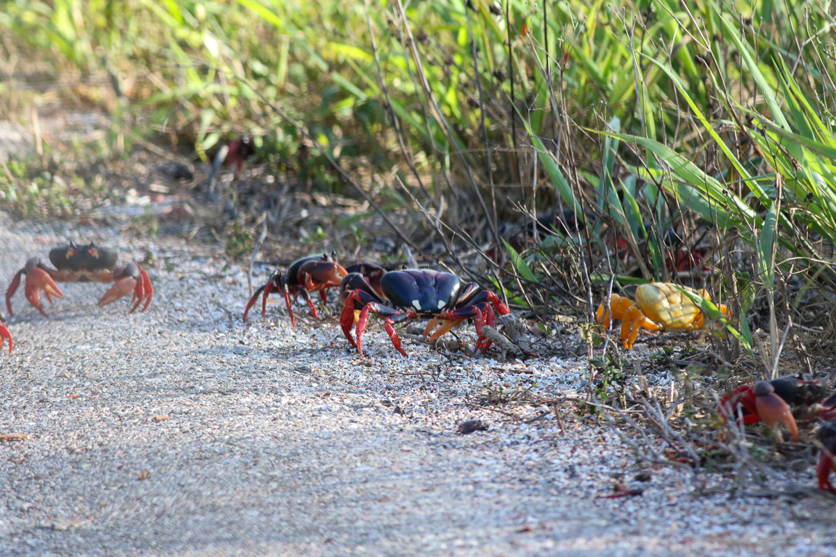 Black land crabs