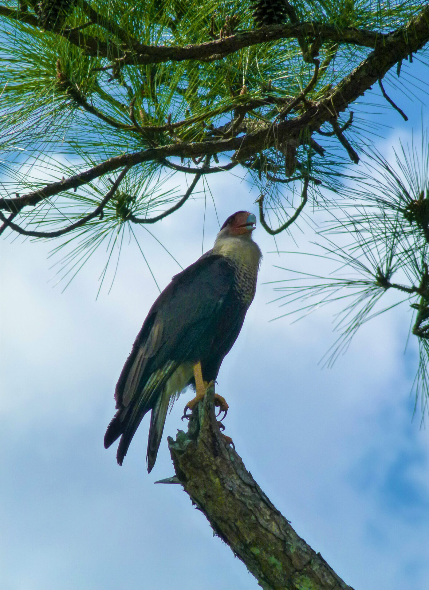Crested Caracara