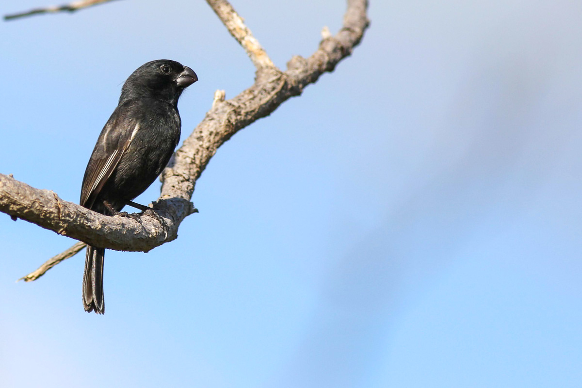 Cuban Bullfinch