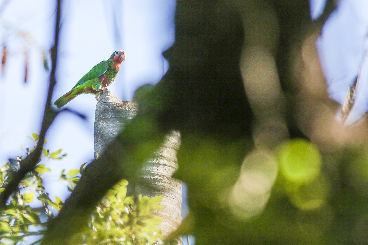 Cuban Parrot