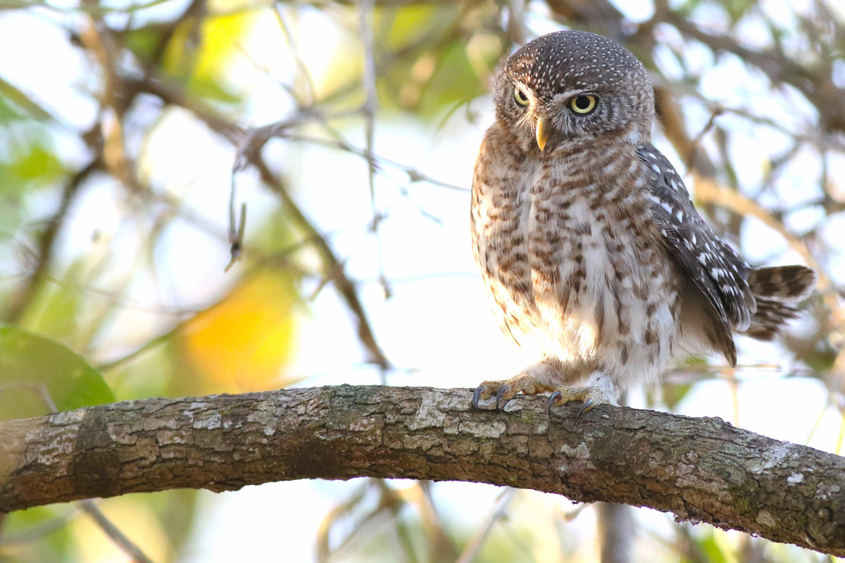 Cuban Pygmy-Owl