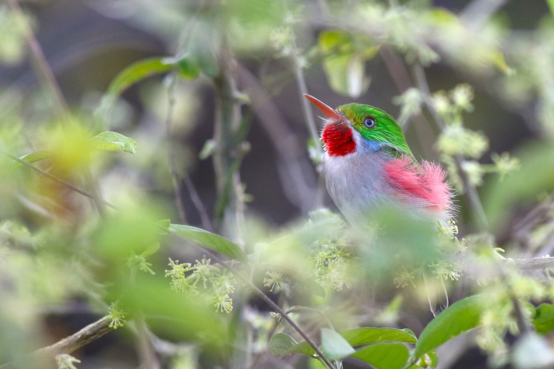 Cuba Birding Tour 2023 Trip Report - Eagle-Eye Tours