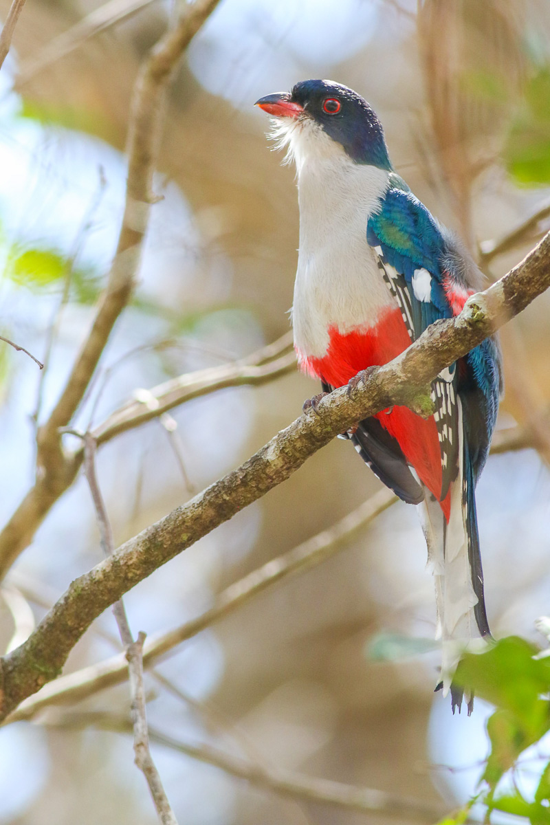 Cuban Trogon