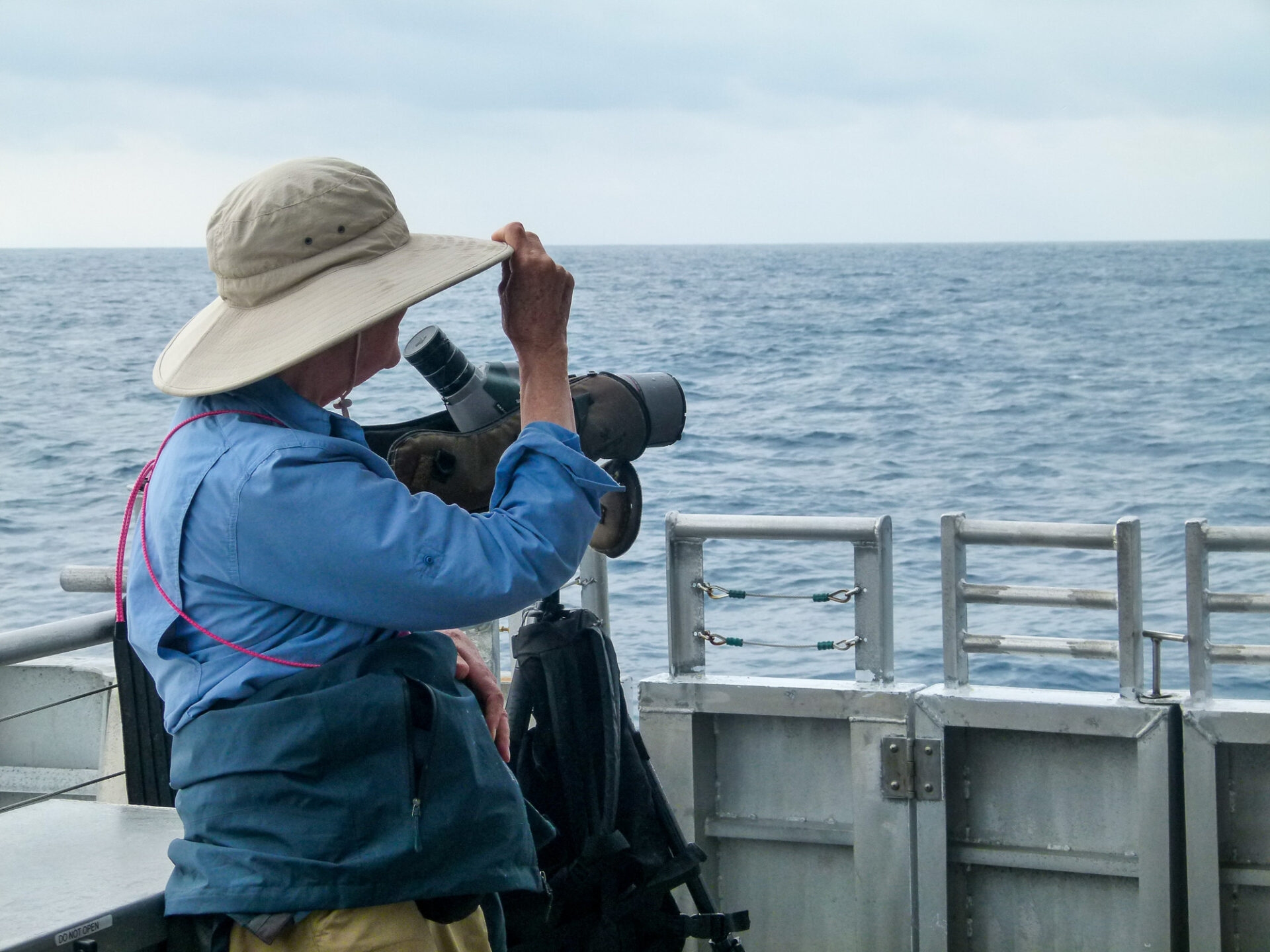 Distant birds on the Yankee Freedom III