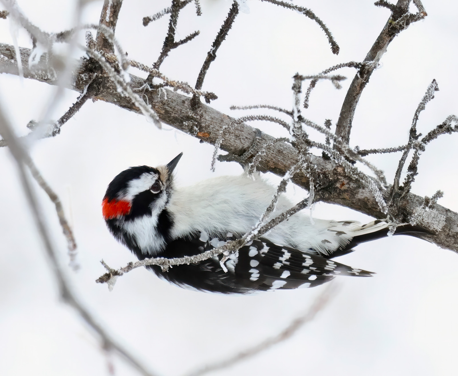 Downy Woodpecker