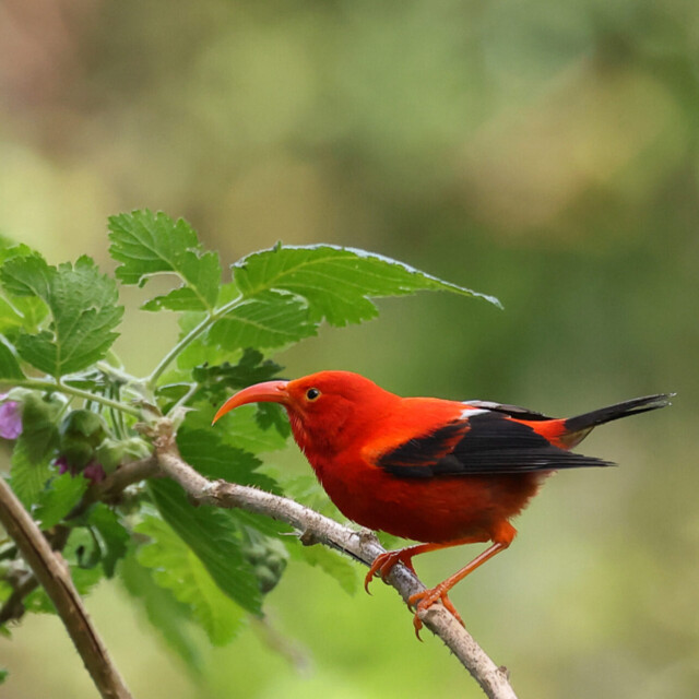 I'iwi, Hawaii