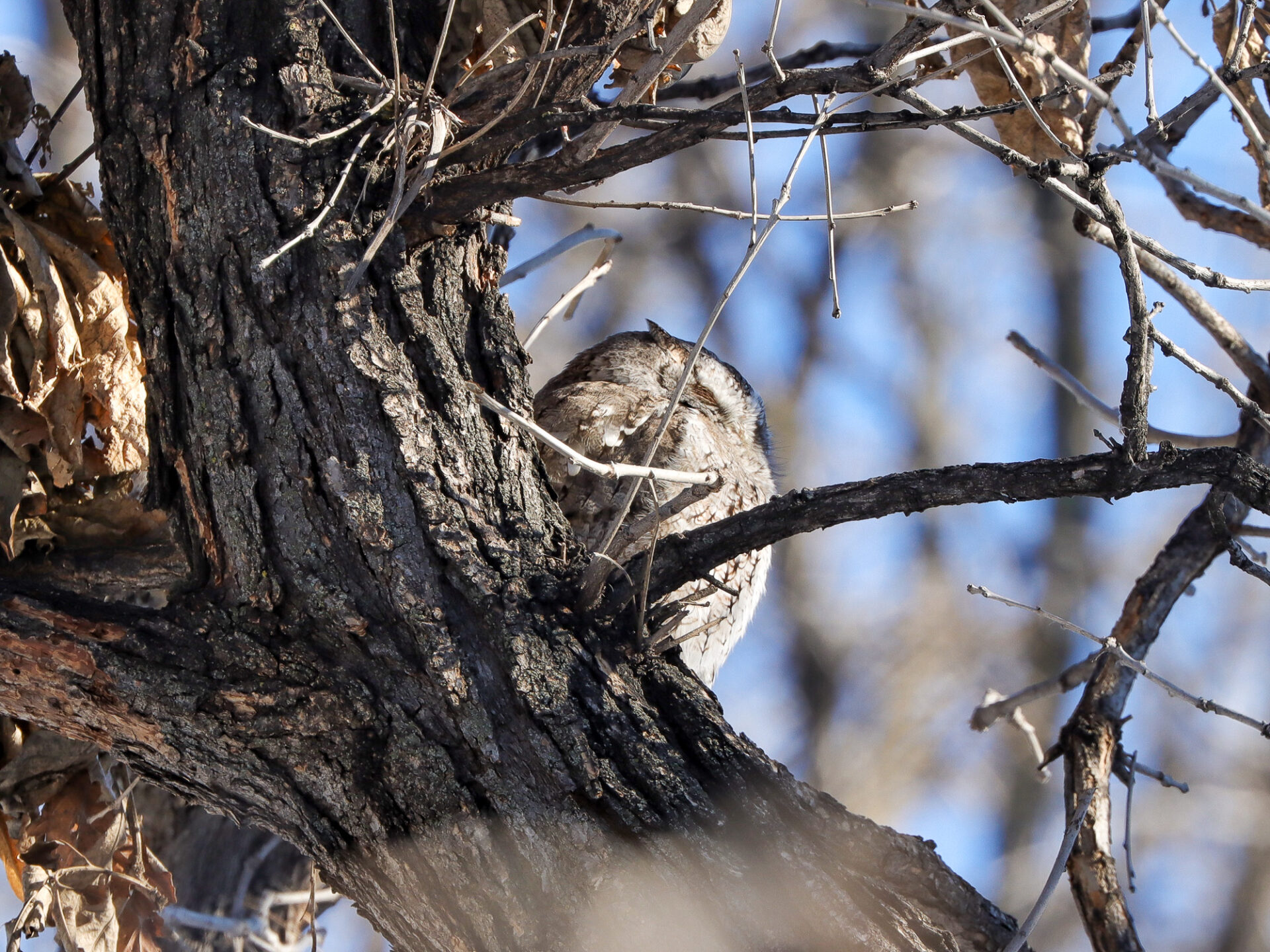 Eastern Screech Owl