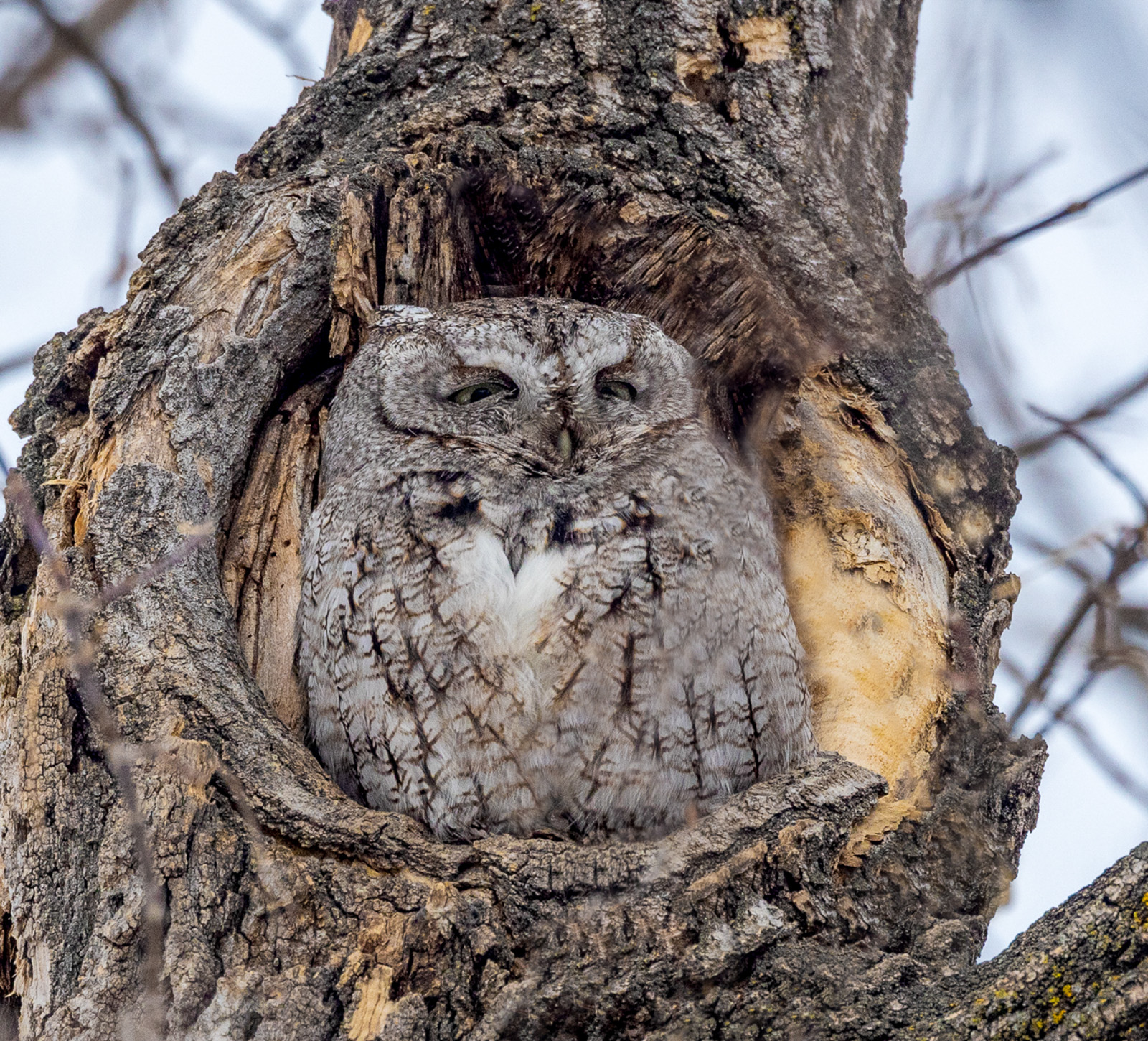 Eastern Screech Owl