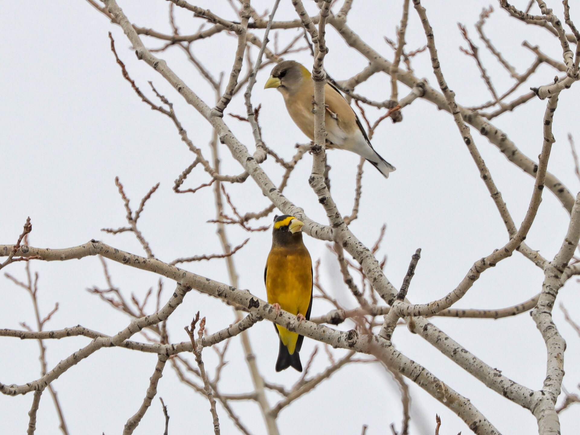 Evening Grosbeaks