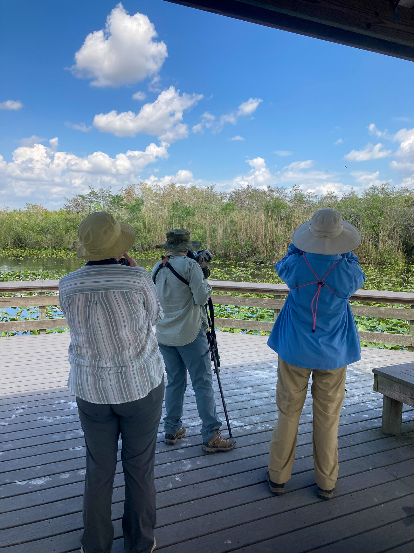 Birders watching Swallow-tailed Kite on its nest along Anhinga Trail