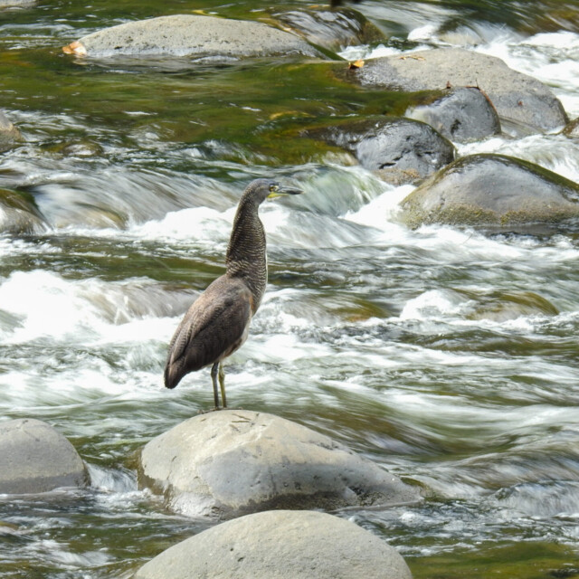 Fasciated Tiger-Heron