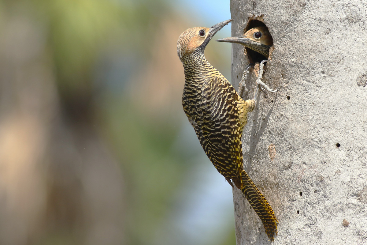 Fernandina's Flicker