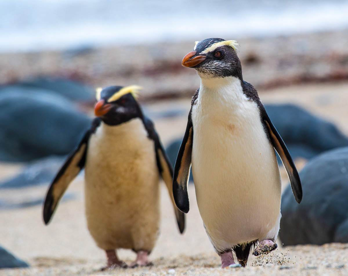 Fiordland Penguins