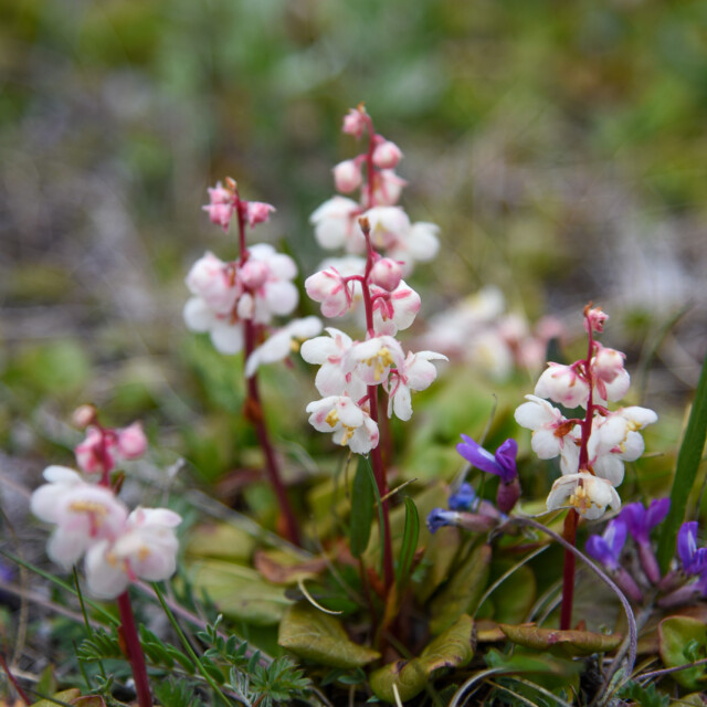 Flowers on Labrador coast