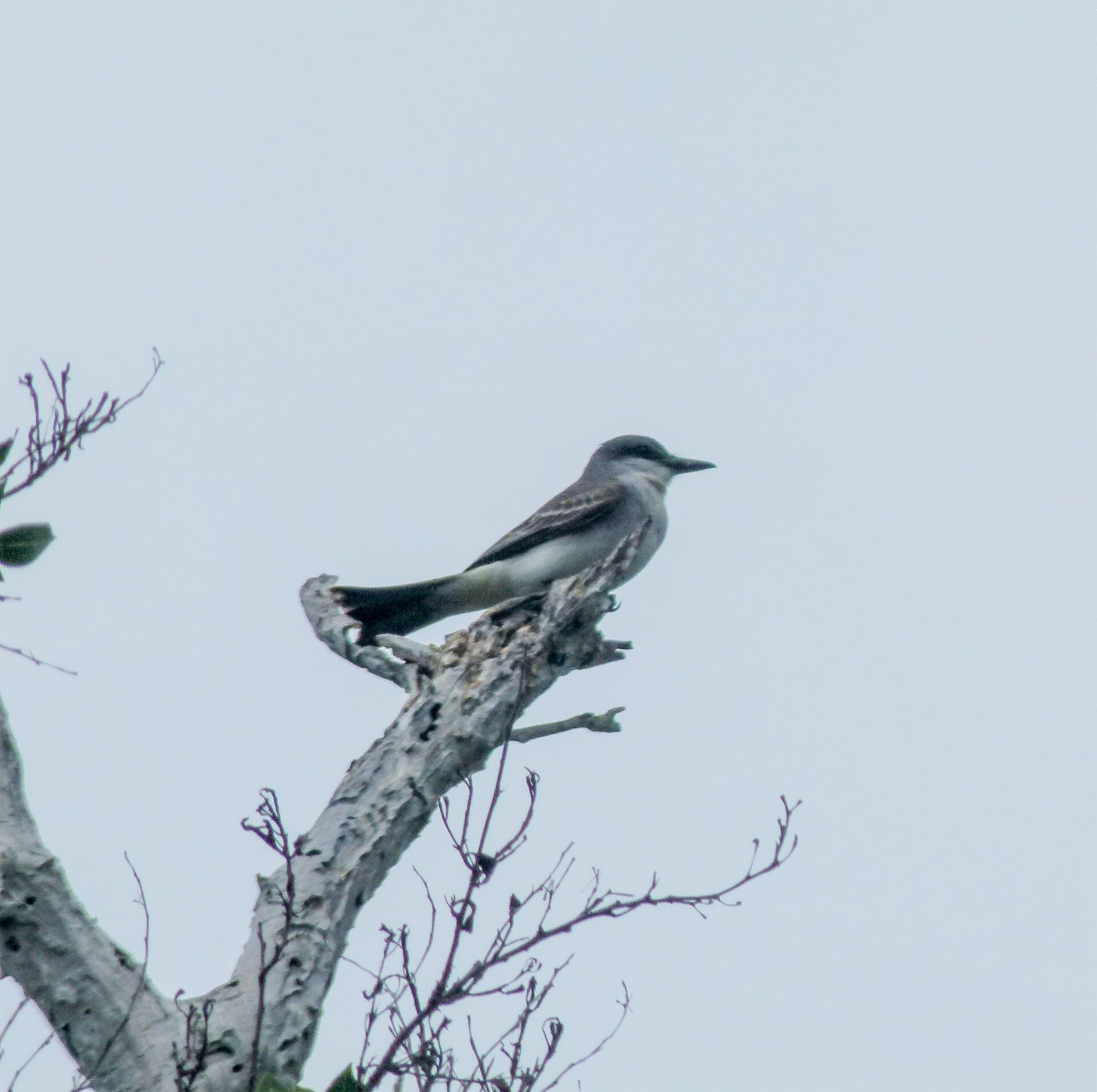 Gray Kingbird