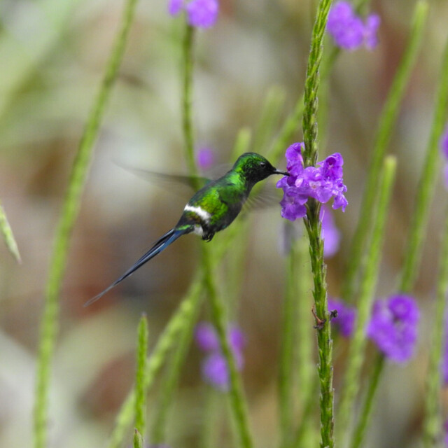 Green Thorntail