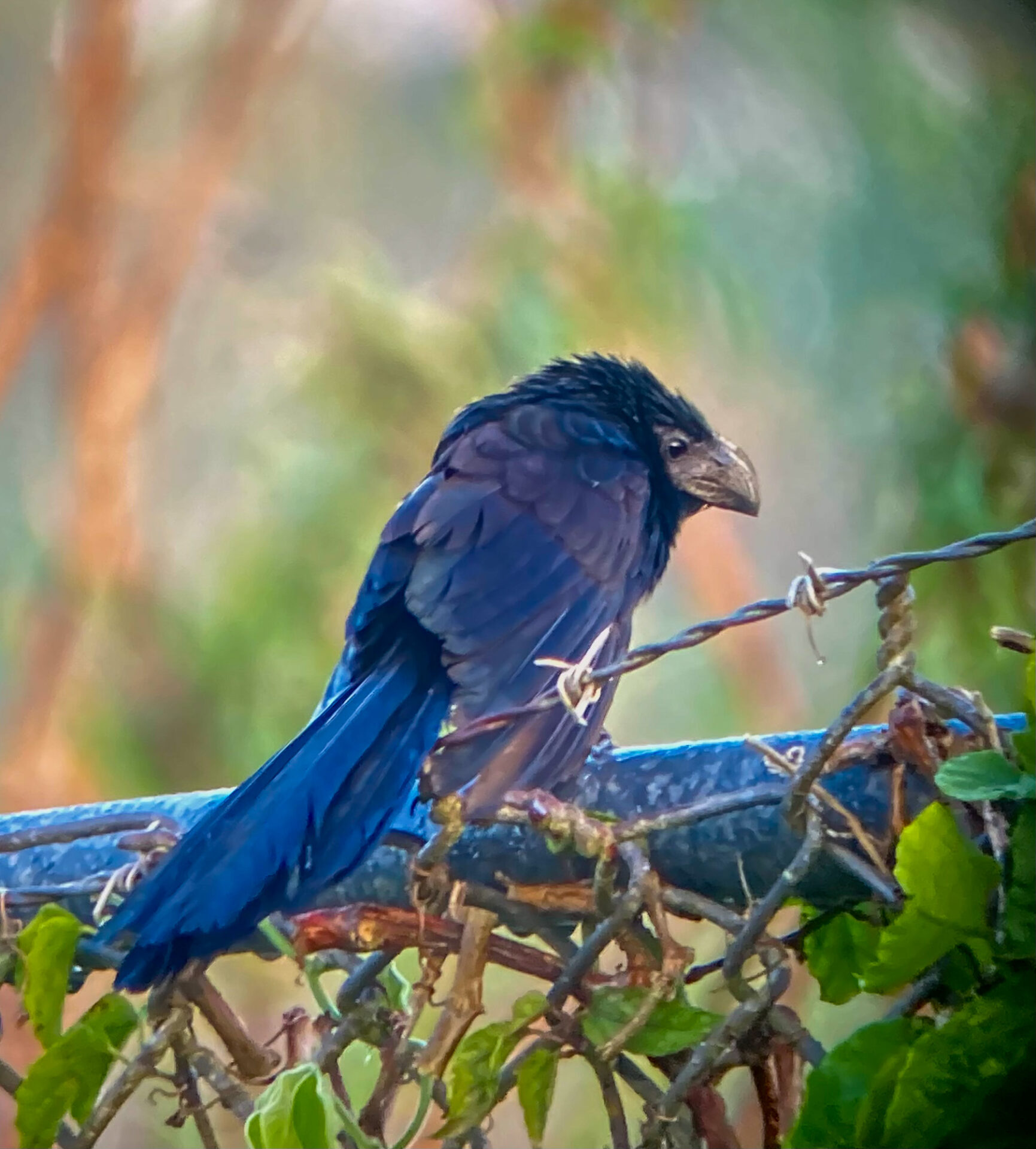 Groove-billed Ani