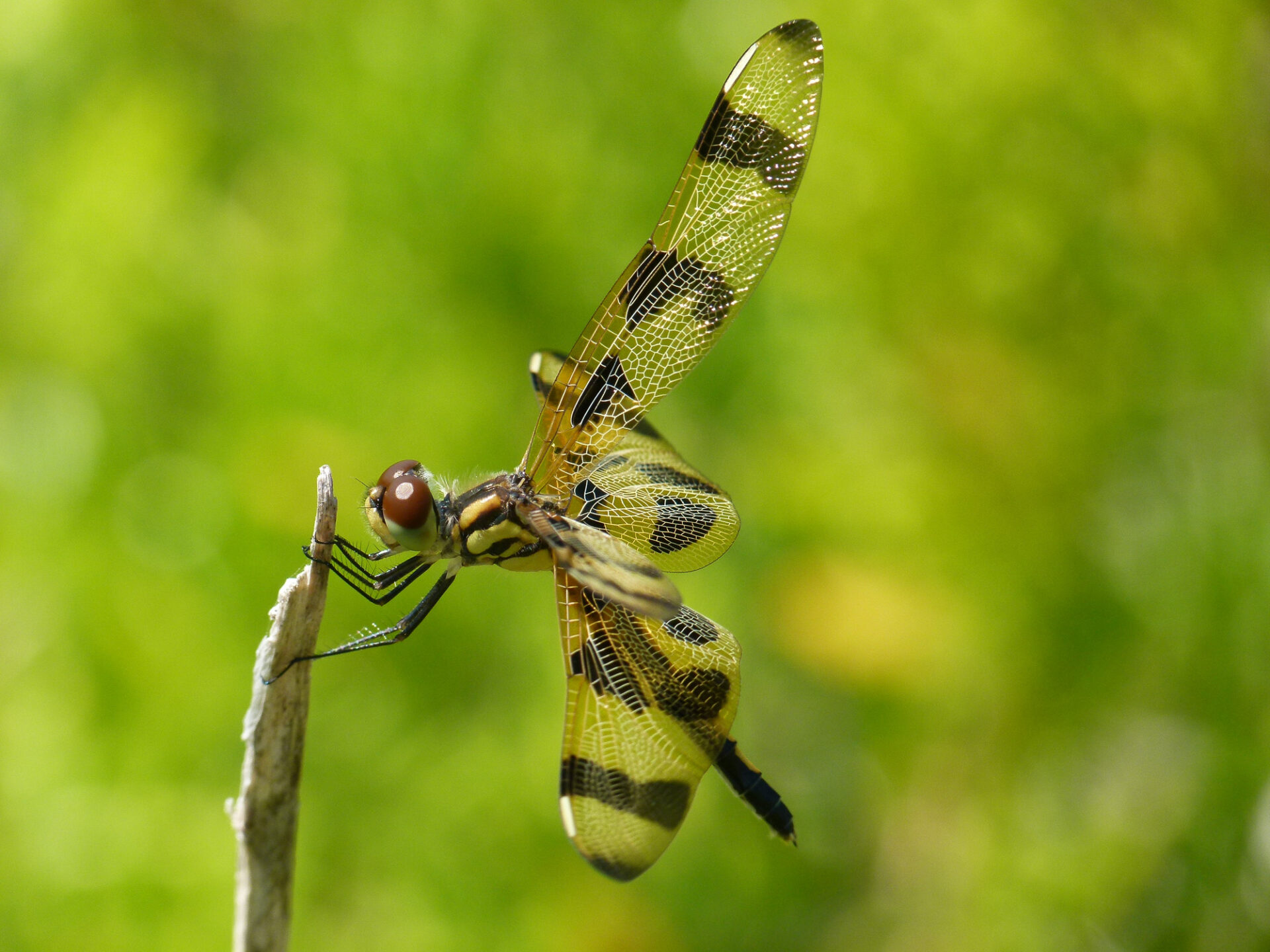 Halloween Pennant