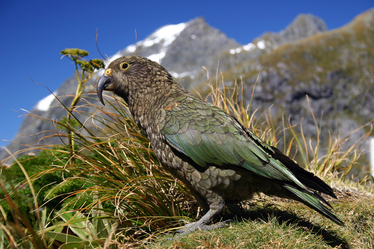 Kea New Zealand
