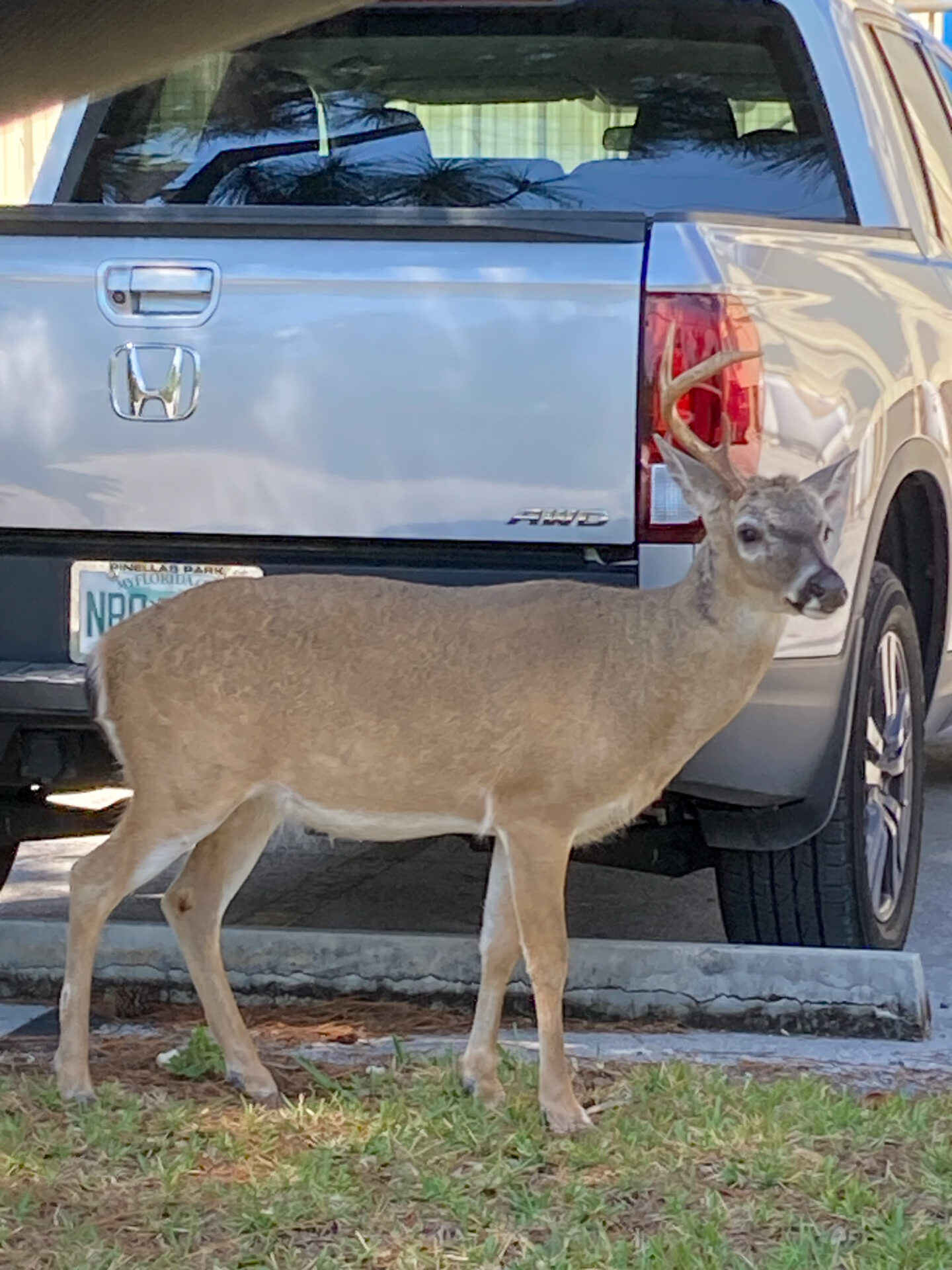 Key Deer, Florida