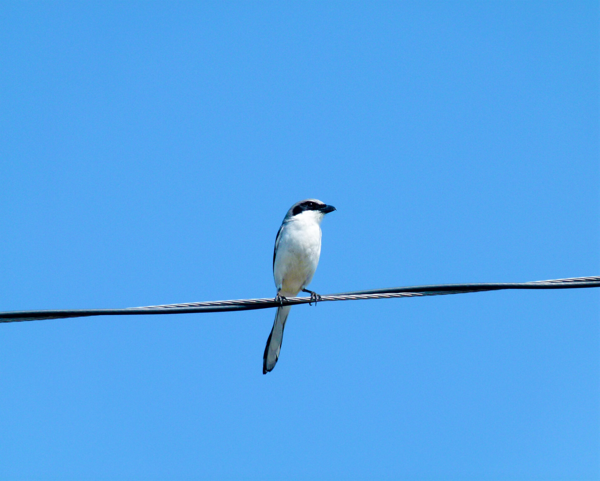 Loggerhead Shrike