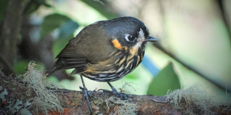 Colombia Birding Tour 2023 Trip Report