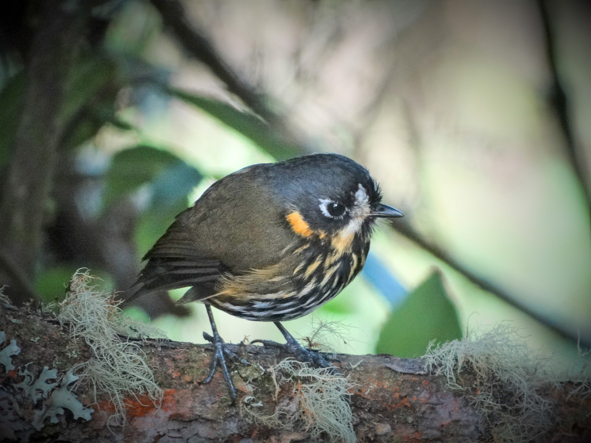 Lunita-the Crescent-faced Antpitta
